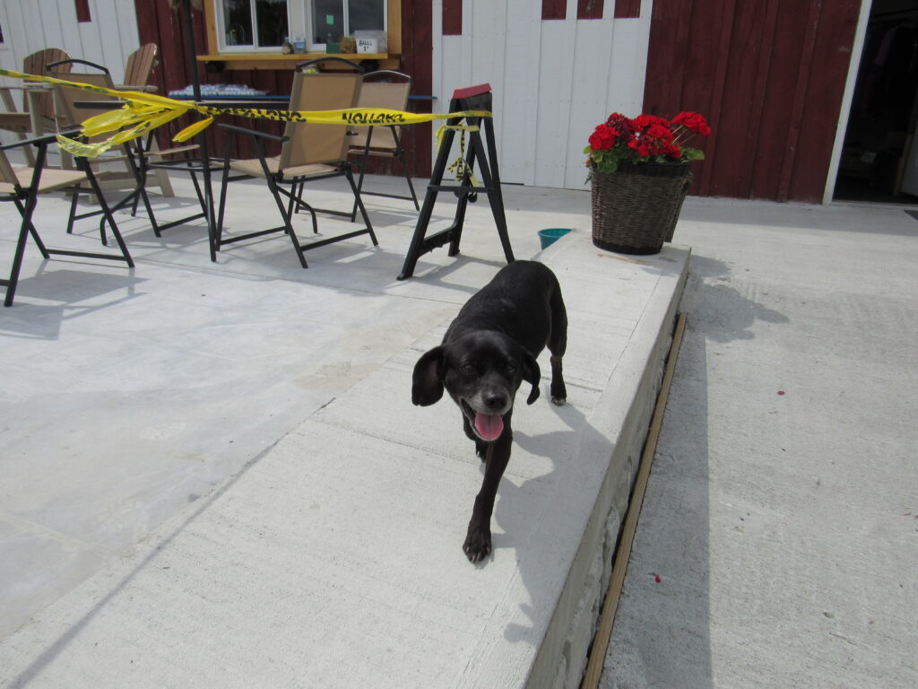 Peanut walking the newly poured patio outside the Pro Shop at Hartford Greens Country Club.